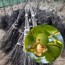 호두나무묘목 2년생 분묘 결실주 1주 호두나무