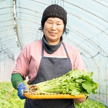 열무 2kg 4kg 포천 열무 나물 얼갈이 세트