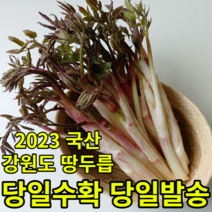 신선한 자연산 강원도 두릅 눈꽃 땅두릅 드릅 두룹, 강원도 두릅 눈꽃 땅두릅 500g