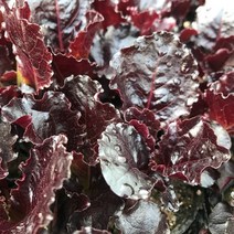 청년농부 각종 상추모종 5개 튼실한 쌈채소 주말농장 베란다텃밭 옥상텃밭 채소키우기, 적로메인 상추