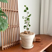 수풀플랜트 바로크벤자민고무나무 바로크벤자민, 바로크 벤자민 고무나무, [독일 토분] 그래니트 크림화이트