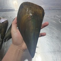 [푸드맛봄] 국산 키조개 소 1미 /17cm 내외 / 제철 캠핑 조개구이 조개찜 관자, 상세 설명 참조