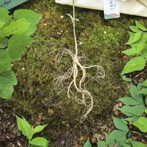 메키운삼 산양산삼 10년근 S급 10뿌리 산삼 산양삼, 상세페이지 참조, 상세페이지 참조