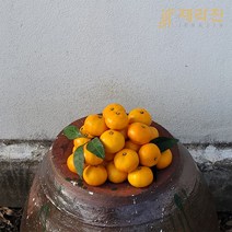 [제라진] 쿠팡 신규입점 제주직송 12brix 당도선별 프리미엄 제라진감귤 5kg 10kg 입점특가, 맛보기 3kg [S/M] 로얄귤 x 1박스