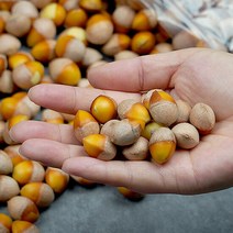 깐은행 500g(대)x3, 단품