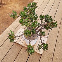 우주목 다육이 수렉귀 골룸 다유기 다육 식물1-400, 단품, 상세페이지 참조