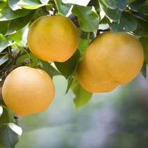 슬로푸드 명품 하동 햇배 5kg (8~10과) 선물용