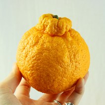 제주 한라봉 중소과 2kg/2개 주문시 5kg발송