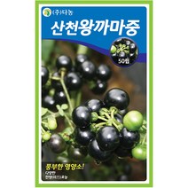 고수 200립 - 코리안더 씨 씨앗 고수씨 고수씨앗 나물씨 나물씨앗 민속채소 채소씨 채소씨앗 코리앤더, 32_다농_산천왕까마중(50립)