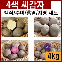 4색씨감자(4kg) 왕산종묘 강원도 정품 씨감자 홍영 자영 대서 백작 수미, 4색씨감자(4kg) 3박스