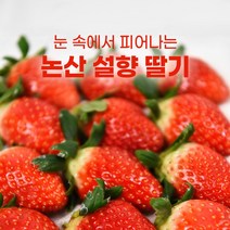 논산 생 딸기 설향 800g 제철 딸기철