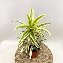 드라세나 송오브인디아