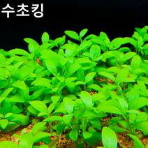 [수초킹] 키우기 쉬운 스파란터스 인디커스 / 수초맛집 초보수초 새우놀이터 구피키우기 구피어항 구피 새우 수초농장 수초도매 구피수초 구피어항 새우수초 인기수초, 6촉