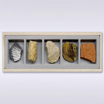 식물화석표본-6538