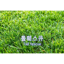 양잔디 씨앗 톨훼스큐 3kg 약45평 조경용 법면녹화 경사면녹화씨앗 잔디씨