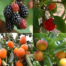 우수한 유실수(과일나무) 묘목-나무의 모든것, 2.대추나무(수퍼왕대추)접목묘특묘3년생 뿌리묘