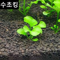[수초킹] 미니 가가부타 초보수초 키우기 쉬운 수초 구피수초 구피 새우 음성 활착, (초특가) 5촉