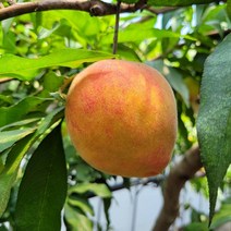 황도 말랑이 털복숭아 1.5kg 6-11과