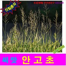 산림종자 안고초씨앗 500 립, 상세페이지 참조