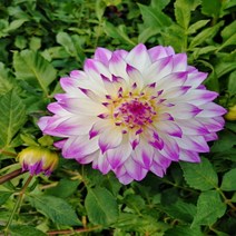 다알리아 페른클리프 일루젼-1뿌리(대형)