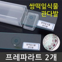 쌍떡잎 식물 프레파라트 관다발 관찰 연구 도구 돌봄 실험 교재 교구 방과후 탐구 실습 재료