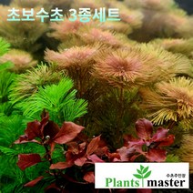 플랜츠 마스터 초보 수초 3종세트﻿ (암브리아 레드카붐바 루드위지아 슈퍼레드), 1