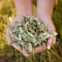 신토불이 국산 약초 하엽(연잎) 200g, 12YG_국산하엽(연잎)200g