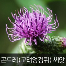 곤드레 씨앗 엉겅퀴 종자 약초 산나물 채소 씨 100알, 1개