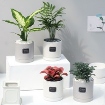 아침향기 실내공기정화식물 무광 원형화분 [화이트], 1개, (무광원형/화이트)팔손이