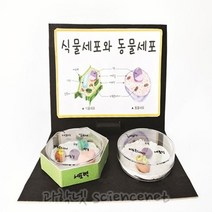 [유비네131] 식물세포와동물세포만들기 H(4인용)