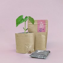 아이농부 강낭콩 봉투화분 키트 마이플랜트