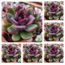 내맘대로골라 47종 예쁜 다육이, 3번-라비앙스로즈