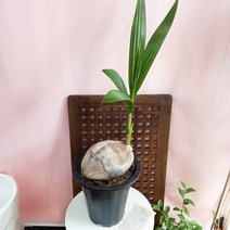 코코넛야자키우기 희귀식물 70-80cm, 1개