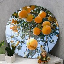 아트박스/꾸밈 ce310-원형아크릴액자_돈부르는감나무