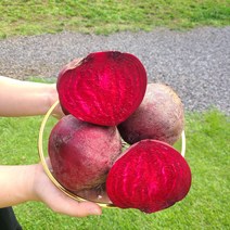 [띠앗농장]햇비트 제주 레드비트 5kg/10kg, 햇비트 주스용10kg