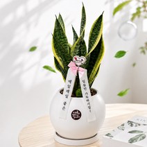 NASA선정 최고의 공기정화 산세베리아 달항아리 화분, 1세트