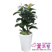고무나무 공기정화식물 관엽식물 전국꽃배달서비스 개업화분/축하선물, 1개
