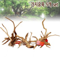 샘아쿠아 에이스 프리미엄 가지유목 5개 세트, 1세트, 약 20~25cm