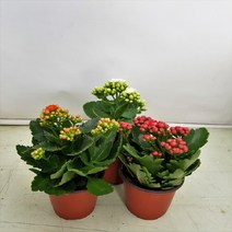 온누리농원 겹가랑코에 꽃화분, 1개