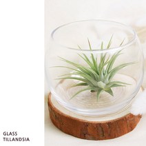 오렌지나무 공기정화식물 선물, 05_유리컵 틸란드시아 SET