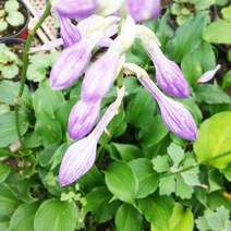 벤추리 옥잠화 x 10포트 노지월동 야생화 모종 봄꽃 여름꽃 화분 다년생 다년초 실내 화초 키우기