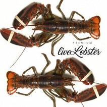 이강크랩 살아있는 활 바다가재 랍스타 500g~1.2kg, 800g, 1개