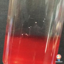사이언스존 [구강세포 DNA추출 5인용] 과학실험 과학교구 과학실험키트 창의력 학습교구
