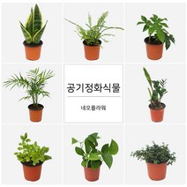 네오플라워 공기정화식물 꽃화분 허브, A37.금전수, 1개