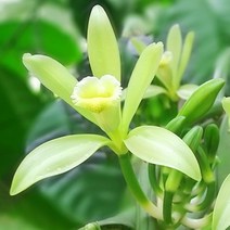 [엔피솝] 캔들향오일 21종 DIY 향수 디퓨저 비누 화장품만들기, 06.바닐라F.O_10ml