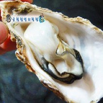 통영굴 석화가리비 사계절출하, 1박스, 석화20kg