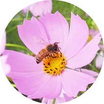국산 벌화분.비폴렌.벌꿀.아카시아꿀.잡화꿀, 벌화분(비폴렌) 250g(루마니아산)