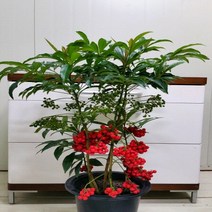 [용이네화원] 금전운을 부르는 만냥금 250 농원