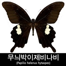 무늬박이제비나비표본/Papilio helenus hytaspes