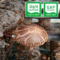 산채인 생표고버섯, 2kg, 60개
